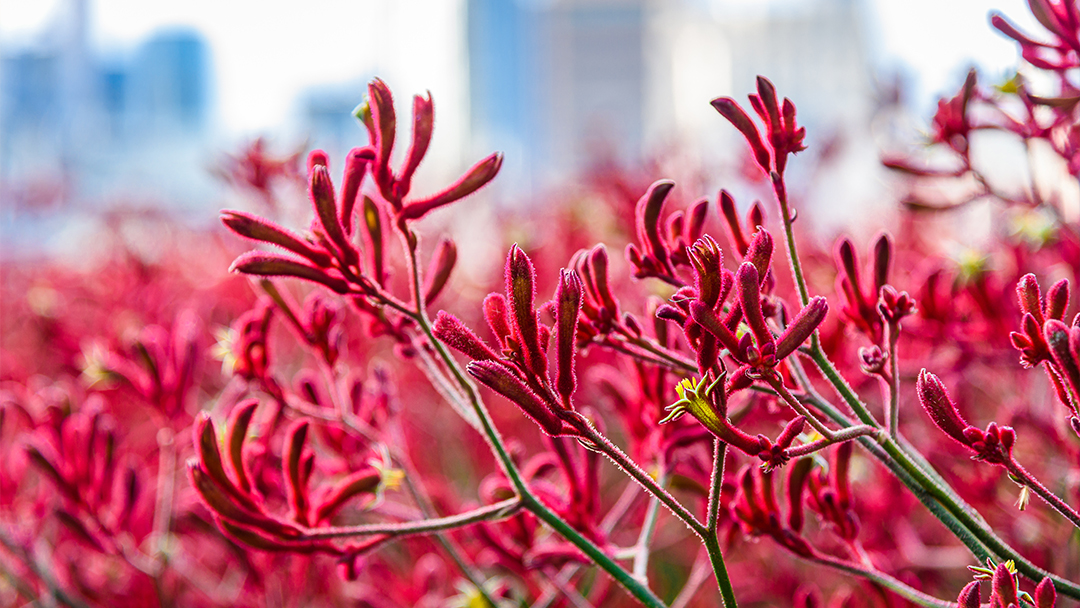 Australian native plant 'kangaroo paw' is blooming in red and yellow with distant city skyline in the distance.